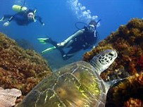 Byron Bay Dive Centre - Tourism TAS 3