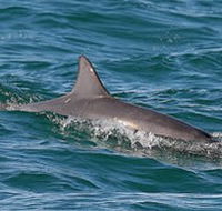 Byron Bay Dolphin Wildlife Tours - Hobart Tourism