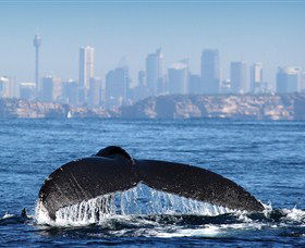 Bass & Flinders Cruises - Hobart Tourism 1
