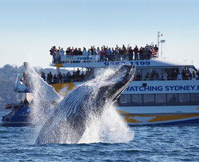 Bass & Flinders Cruises - Hobart Tourism 0