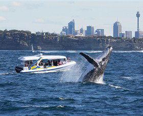 Bass & Flinders Cruises - Hobart Tourism 2