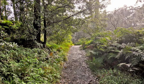Riverside Walking Track - Tourism TAS 1