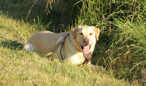 Rouse Hill Regional Park - Tourism TAS 1