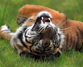 Symbio Wildlife Park - Tourism TAS 6