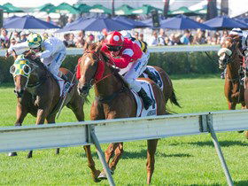 Morphettville Racecourse - Tourism TAS 2