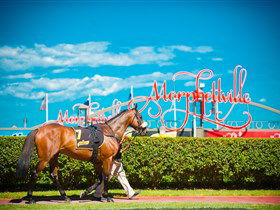 Morphettville Racecourse - Tourism TAS 3