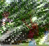 Forest Range Cherries - Tourism TAS