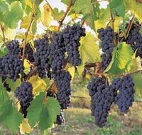 Hills Short Wine and Food Trail - Tourism TAS