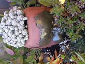 Cactus Creations - Tourism TAS 2