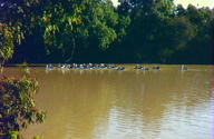 Warrego River Walk - Tourism TAS 3