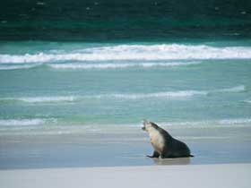 Flinders Chase National Park - Tourism TAS 1