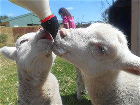 Animal Farm Goolwa - Tourism TAS 1
