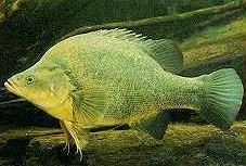 Charleville - Bakers Bend Warrego River Fishing Spot - Tourism TAS 2