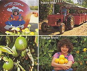 Orange World - Tourism TAS 1