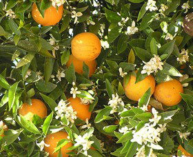 Orange World - Tourism TAS 2