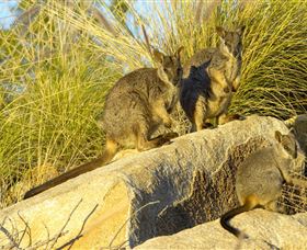 Towers Hill Lookout And Amphitheatre - Tourism TAS 1