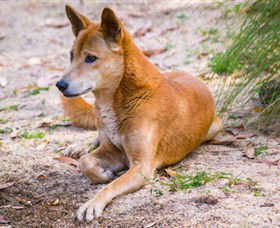 Territory Wildlife Park - Hobart Tourism 2