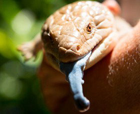Territory Wildlife Park - Hobart Tourism 5