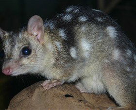 Territory Wildlife Park - Hobart Tourism 6