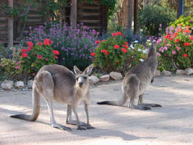 The Pioneer Settlement - Tourism TAS 5