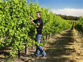 Patrick Of Coonawarra - Hobart Tourism 0