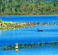 Hasties Swamp National Park - Hobart Tourism