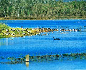 Hasties Swamp National Park - Tourism TAS 0