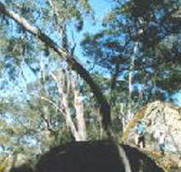 Dergholm State Park - Hobart Tourism