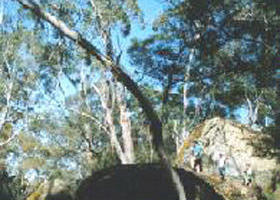 Dergholm State Park - Hobart Tourism 0