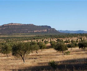 Grampians Olive Co. (Toscana Olives) - Hobart Tourism 1