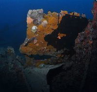 Lady Bowen Dive Site - Hobart Tourism
