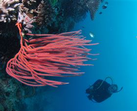 Eddy Reef Dive Site - Tourism TAS 0