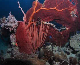 Eddy Reef Dive Site - Tourism TAS 2