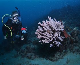 Eddy Reef Dive Site - Tourism TAS 1