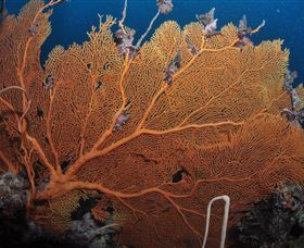 Eddy Reef Dive Site - Tourism TAS 3