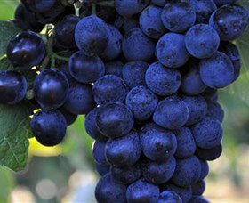 De Bortoli Wines Bilbul - Hobart Tourism 0