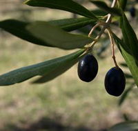 Red Rock Olives - Hobart Tourism