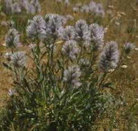 Terrick Terrick National Park - Tourism TAS