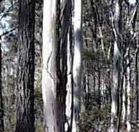 Kooyoora State Park - Tourism TAS