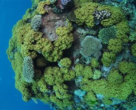 Keeper Reef Dive Site - Tourism TAS 0