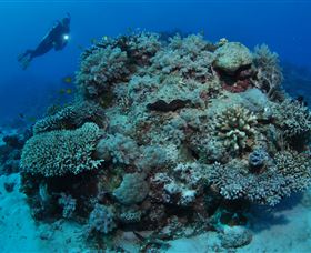 Keeper Reef Dive Site - Tourism TAS 1