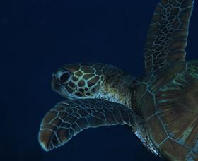 Keeper Reef Dive Site - Tourism TAS 3
