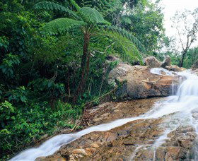 Finch Hatton Gorge - Tourism TAS 0