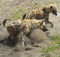 Altina Wildlife Park - Tourism TAS