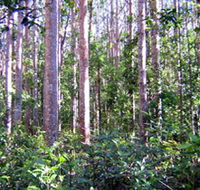 Cathu State Forest - Hobart Tourism
