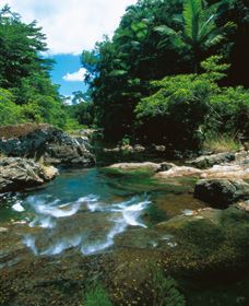 Cedar Creek Falls - Tourism TAS 1