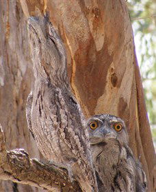 Bird Watching - Hobart Tourism 0