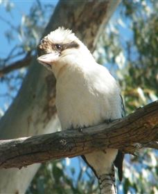 Bird Watching - Hobart Tourism 1