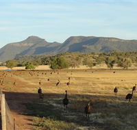 Emu Logic - Hobart Tourism