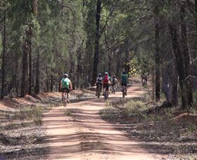 Pilliga Forest - Hobart Tourism 7